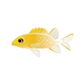 Golden Soldierfish